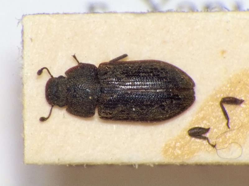 Colobicus hirtus (Rossi, 1790)